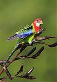 Eastern Rosella